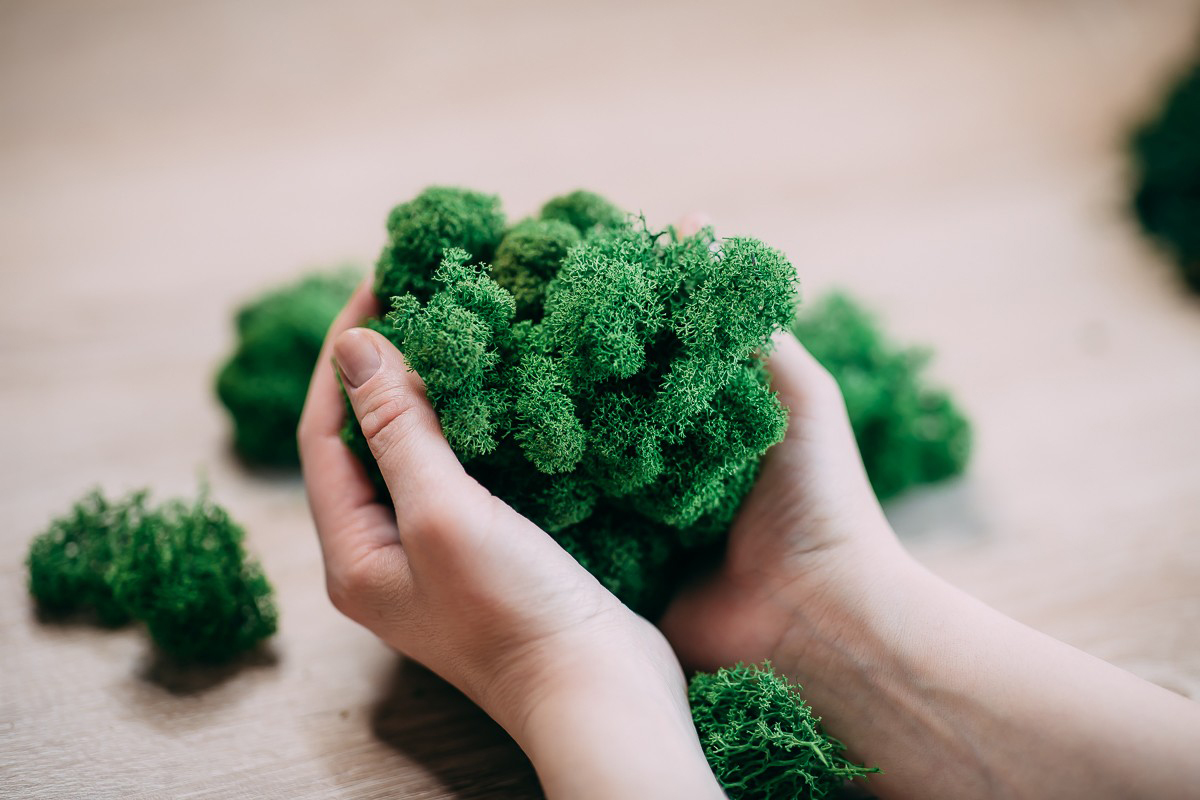 стабилизированный мох купить