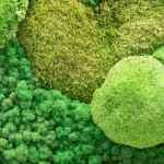 Вертикальное озеленение