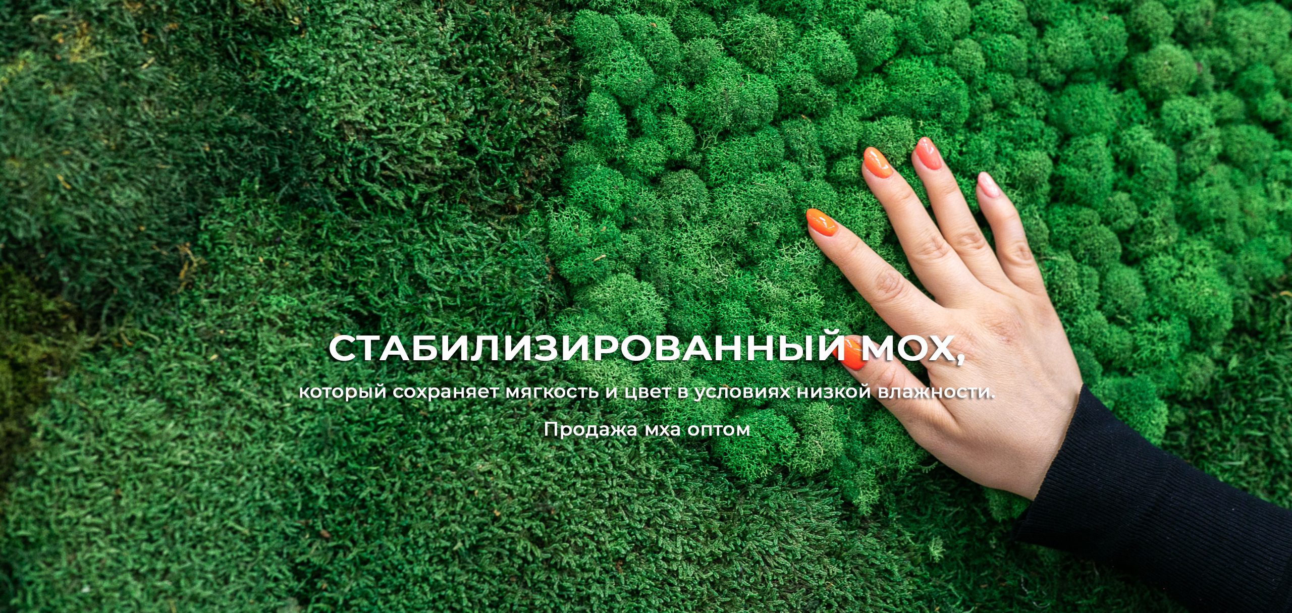 Стабилизированный мох